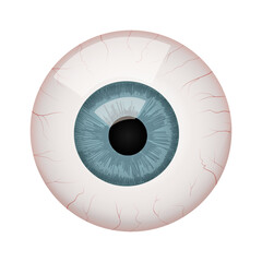 Human Eyeball Anatomy Vector Illustration