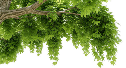 green leaves branch tree isolated on white