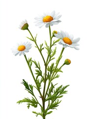 Detailed illustration of a cluster of daisies