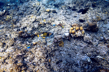 Underwater view of coral reef with colorful fish