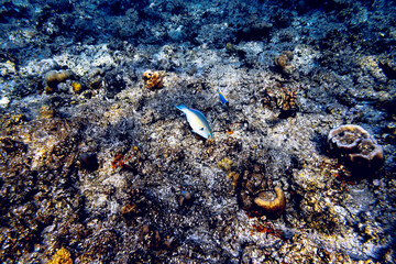 Underwater view of coral reef with colorful fish