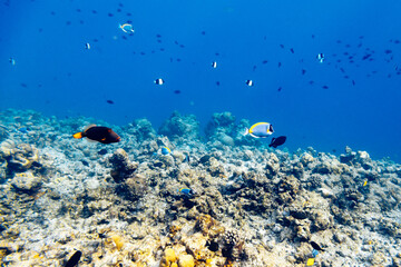 Underwater view of coral reef with colorful fish