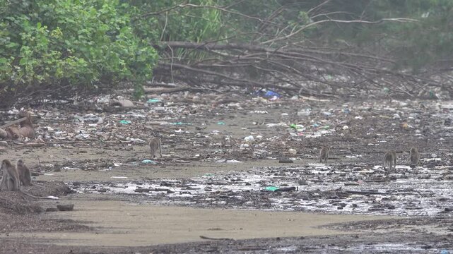 Crab-eating macaque (Macaca fascicularis) in rainforesn and sea coast of Borneo Island. Monkeys search for floatsam from the sea at low tide, including numerous crabs Dotilla
