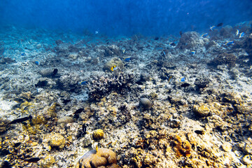 Underwater view of coral reef with colorful fish