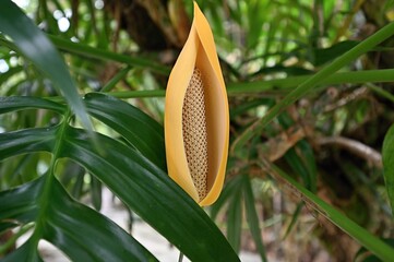Detail of a yellow blooming Monstera deliciosa flower
