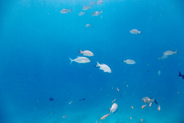 Underwater view of coral reef with colorful fish