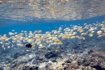 Underwater view of coral reef with colorful fish