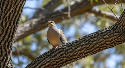 Dove perched on tree branch outdoors.
