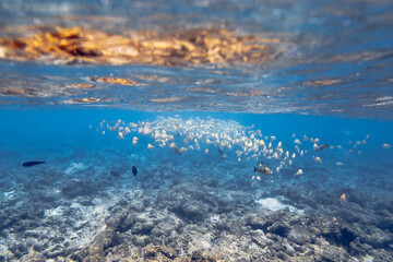 Underwater view of coral reef with colorful fish