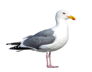 Fototapeta premium Side view of a seagull against a white background