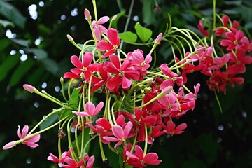 Red small flowers of Indian gooseberry