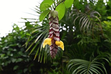 Detail of a flower of Justice Brandegeena