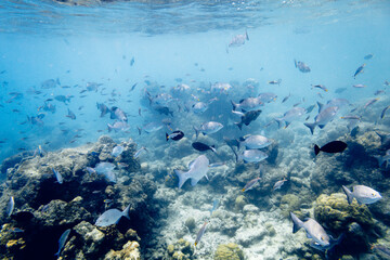 Underwater view of coral reef with colorful fish