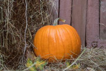 Large Autumn orange fresh Ripe farm pumpkin on hay bales. Fall pumpkins for halloween preparation and thanksgiving. Close-up