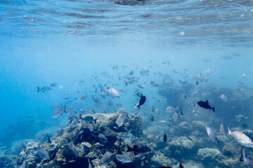 Underwater view of coral reef with colorful fish