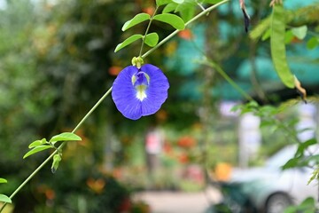 Blue round flower detail,
Clitorium ternatea detail of blue flower