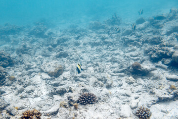 Underwater view of coral reef with colorful fish