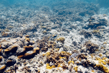 Underwater view of coral reef with colorful fish