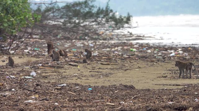 Crab-eating macaque (Macaca fascicularis) in rainforesn and sea coast of Borneo Island. Monkeys search for floatsam from the sea at low tide, including numerous crabs Dotilla