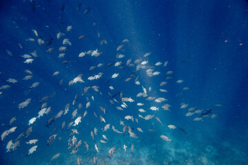 Underwater view of coral reef with colorful fish