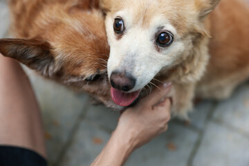 Volunteer with cute stray dogs outdoors, closeup