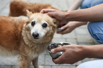 Volunteers feeding cute stray dogs outdoors, closeup