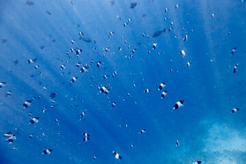 Underwater view of coral reef with colorful fish