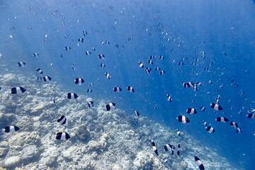 Underwater view of coral reef with colorful fish