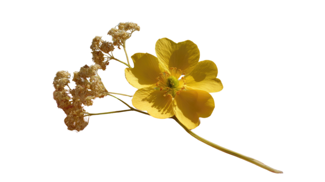 Golden Blossom Whispers: A vibrant close-up captures the delicate beauty of a single yellow blossom alongside complementary floral sprigs, evoking a sense of floral serenity and natural elegance.