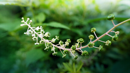 Unripe Phytolacca Decandra Berries as Bird Food in Natural Habitat