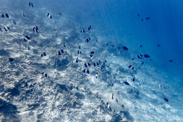 Underwater view of coral reef with colorful fish