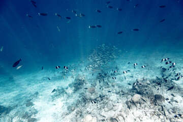 Underwater view of coral reef with colorful fish