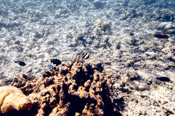 Underwater view of coral reef with colorful fish