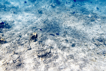 Underwater view of coral reef with colorful fish