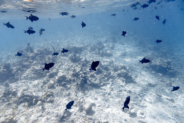 Underwater view of coral reef with colorful fish