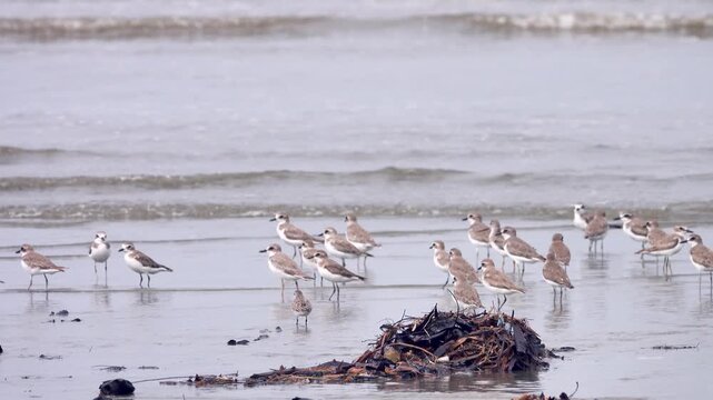 A flock of north Limicolae wintering on the coast of Borneo. South China Sea (Mongolian dotterel (Charadrius mongolus), little stint (Calidris minuta), ruddy turnstone (Arenaria interpres), etc.)