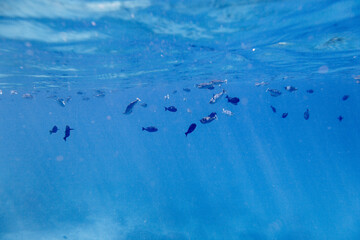 Underwater view of coral reef with colorful fish