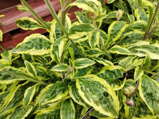 Silene dioica 'Clifford Moor'