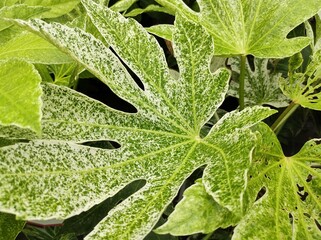 Fatsia japonica 'Spider's Web'
