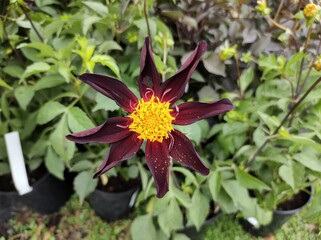 Dahlia 'Honka Black'