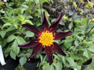 Dahlia 'Honka Black'