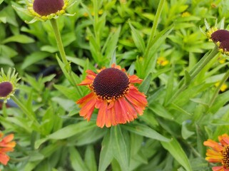 Helenium autumnale 'Short and Sassy'