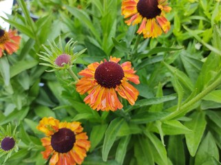 Helenium autumnale 'Short and Sassy'