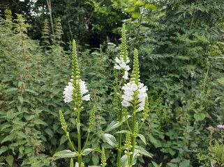 Physostegia virginiana 'Crystal Peak White'