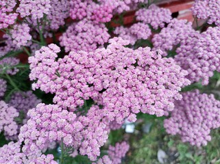 Achillea 'Pink Grapefruit'