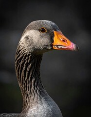 Close-up of a goose's head and neck