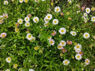 Erigeron karvinskianus