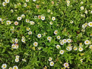 Erigeron karvinskianus