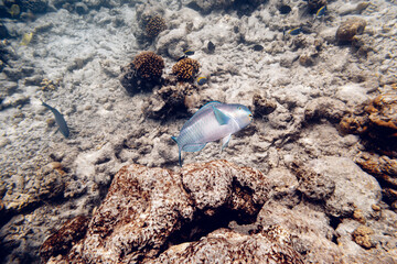 Underwater view of coral reef with colorful fish