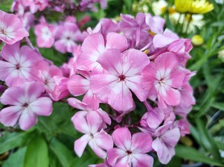 Phlox paniculata 'Pink Flame'